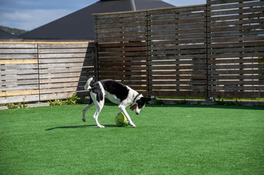 Dog playing with a ball on artificial turf in a fenced backyard